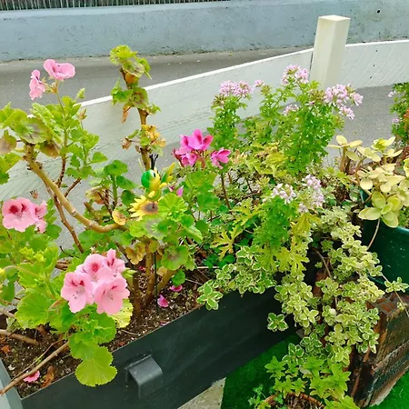 Casa Elvi بيت للعطل خيخون